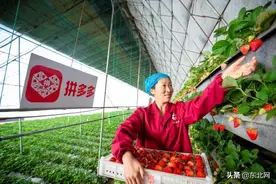 丹东小伙拼多多卖草莓年销1000万元，带动70多户农户收入翻番图片