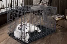 如何挑选狗笼？铲屎官们，这几点要注意图片