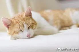 英语原版阅读：My grandma has a kitten图片