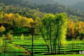 河南40人通过专项被清北录取，周口独占17人，全国地级市第一图片