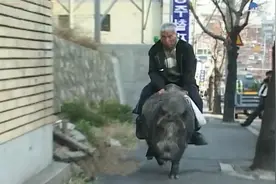 65岁大爷骑着300斤野猪满大街跑，有人出12万购买，大爷无动于衷图片