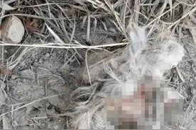 承德牧民遇到疑似国家一级保护动物华北豹，8只羊被咬死图片