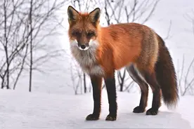 有趣的世界，轻松的英语：Fox 狐狸图片