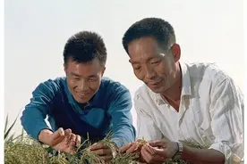 袁隆平与杂交水稻经历过的坎坷：稻田被毁，杂交水稻差点绝种图片