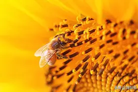 进入夏季，为啥蜜蜂只采蜜不采粉？别为难蜂王，3个小妙招解决图片