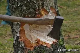 农村自己种的树木，不是你想砍就能砍！砍前先得办个证图片