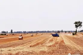 地租上涨赶超粮价，明年粮食价格非常关键图片