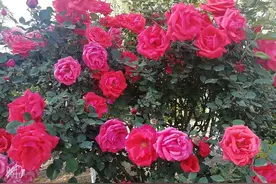 花花的世界真美图片