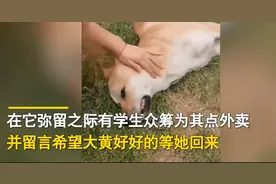 那个偷外卖的网红“大黄狗”这回真的不会再偷了，因为它被投毒了图片
