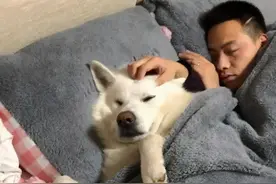 洗完澡进屋，发现萨摩耶趁机钻进男主人的被子？女主人很无语图片