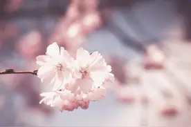 一生太重感情的星座，爱入了心，但经久难消图片