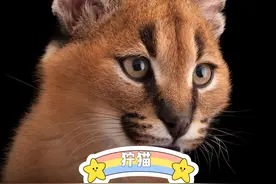 长着两个小jiojio的大猫猫图片