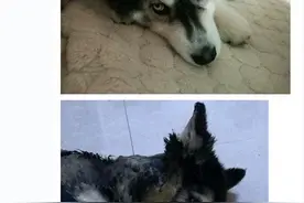 哈士奇咬破电线被电昏迷，一小时后才恢复知觉，第二天肿成香肠嘴图片