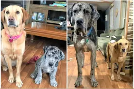 小狗脚掌比大狗还大，果然长大后不一般，没有狗会欺负它图片