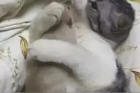 女主下班回家，发现猫咪正抱着东西在玩，走近一瞧，吓一跳图片