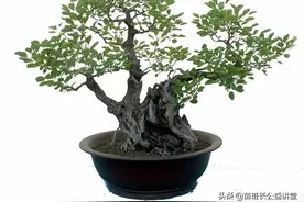 秋色阑珊的黄栌盆景图片