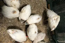 莎维肉鹌鹑图片