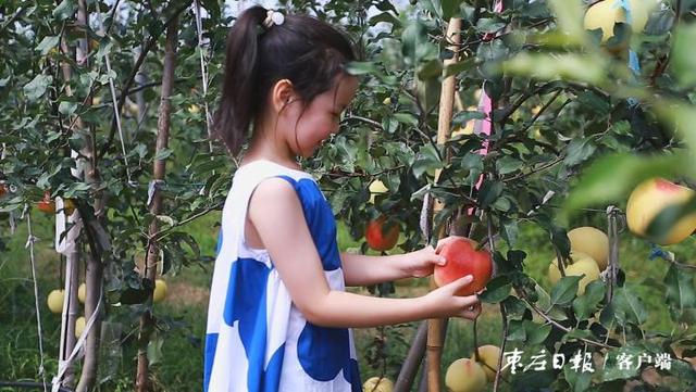 果以“硒”为贵，沙沟镇三清观的富硒苹果让您口“福”心服