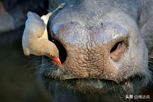 万万没想到，自然界那些诡计多端的寄生生物丝毫不逊色“寄生兽”