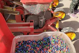 玉米混种？把不同玉米品种的种子混在一起种植，真的能增产吗？图片