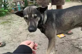 男子被流浪狗追车狂吠，他好奇跟过去查看，竟救下一个弃婴图片