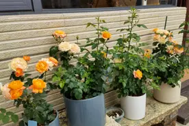 养花“4种水”，是浇花的好肥料，不用花钱买，在家就能制作肥料图片