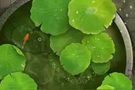 手机壁纸 花开鸟语辄自醉，醉与花鸟为交朋图片