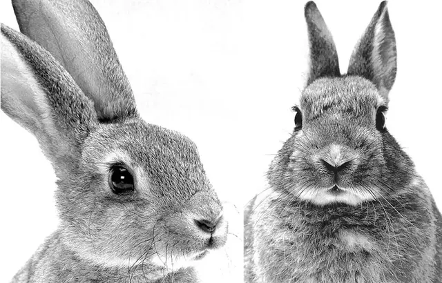 创意儿童画教程｜带围脖的小兔子