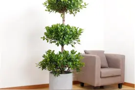 进新房子送什么比较合适，搬新家送礼都有哪些讲究？图片