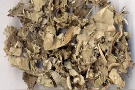 科普中药知识之祛风湿药（祛除肌肉、经络、筋骨的风湿之邪）图片