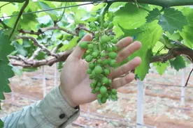 巨玫瑰葡萄疏果技术操作示范视频封面