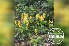 珍稀！江西29种野生兰花被列入“国家级”保护植物图片