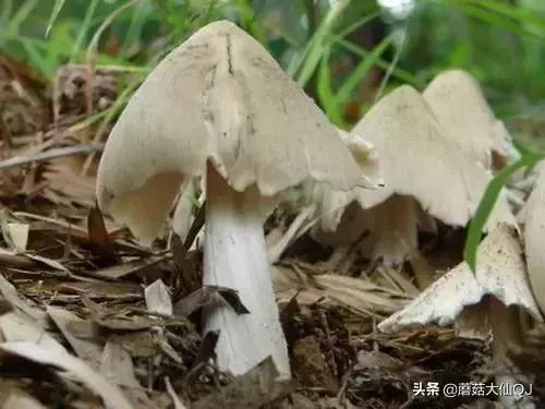 楚雄市南华县舌尖盛宴——菌子大全