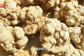 三七能够溶解血栓，如何挑选“好三七”呢？视频封面