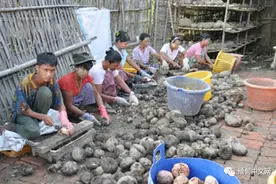 缅甸主要出口往中国的魔芋，近期无人问津图片