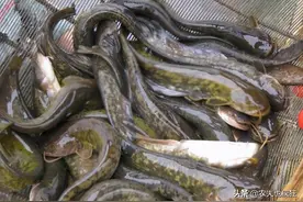 又一入侵物种被降服，国外泛滥没人吃，国内需专门养殖，肉质鲜美图片