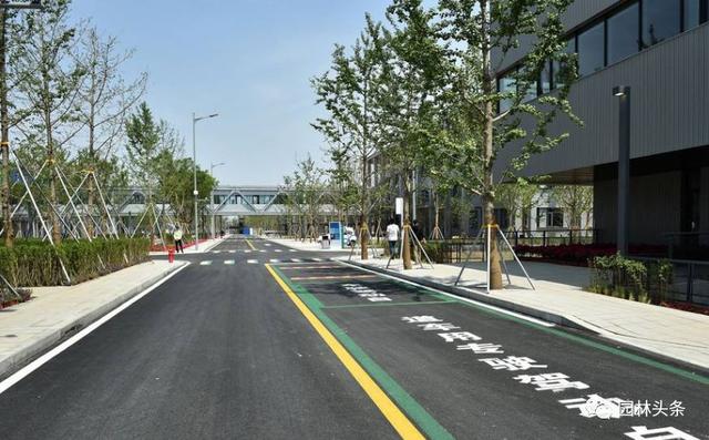 雄安新区街道绿化，重点应用这些树种