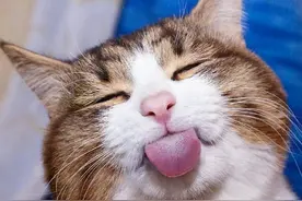 猫咪可爱表情包，​​​听得懂人话的猫猫图片
