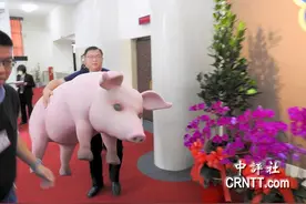 “蓝委”抱“粉红猪”再度出征　挡苏贞昌上台图片