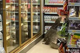 哥斯拉现身！？泰国便利店惊现巨蜥图片