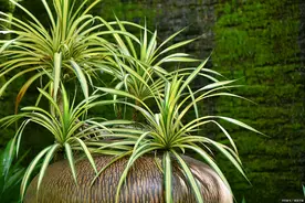 想把吊兰养成“绿瀑布”，打开“三机关”，“咕噜”冒穗还窜花图片