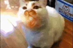 沙雕动物表情包动图图片