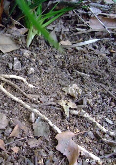 兰花施肥是个热门的话题，今天就谈谈施不施肥或者怎么施吧