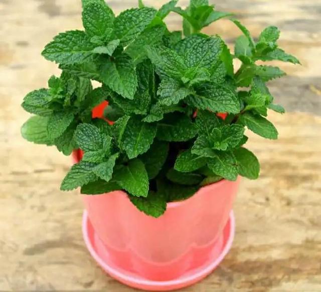 十种驱蚊的植物,让你远离蚊虫的烦恼