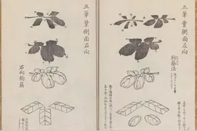 今日霜降，一起学画画菊花图片