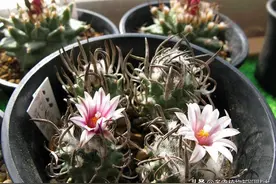 仙人球大集合，换盆开花各显神通图片