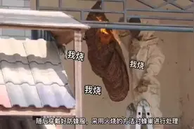民房惊现巨型马蜂窝，消防十分钟成功摘除图片