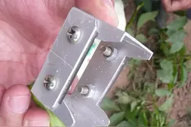 核桃方块芽接图解图片