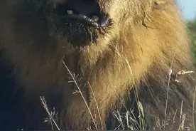 回顾2020年，传奇的狮子世界，感动你我的故事！图片