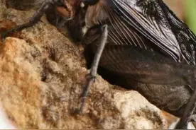 最美的美食一一儿时记忆之一，“香油瓶子”图片